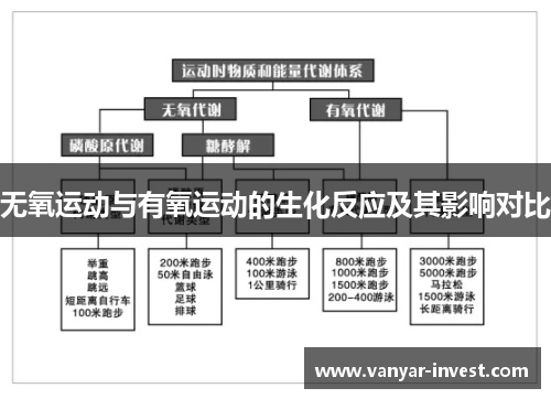 无氧运动与有氧运动的生化反应及其影响对比